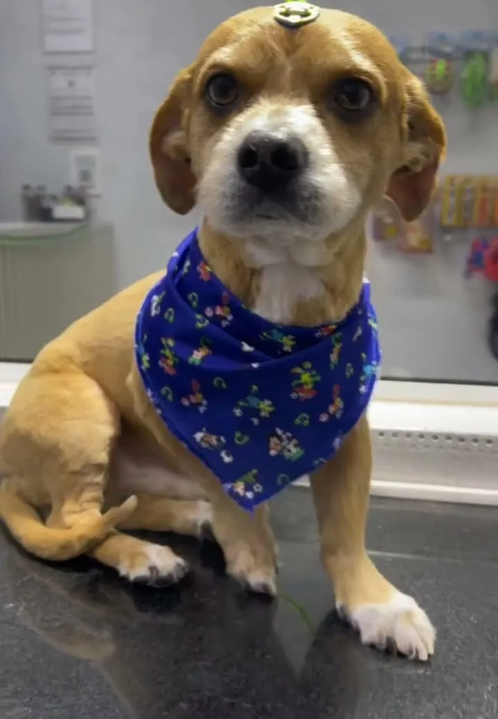 Thor, vira-lata caramelo, sentado na mesa de tosa com bandana azul estampada