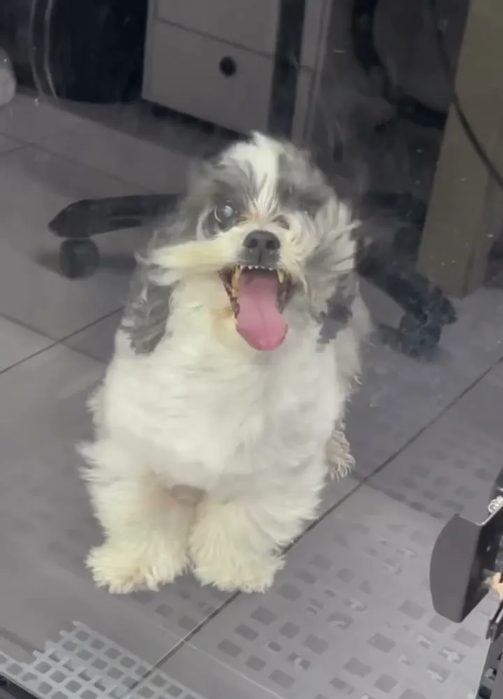 O Pingo de pelo seco e fofo, de língua de fora