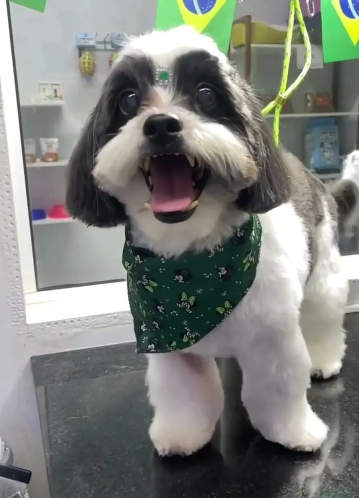 O Pingo pronto, sorrindo, com a bandana verde no pescoço