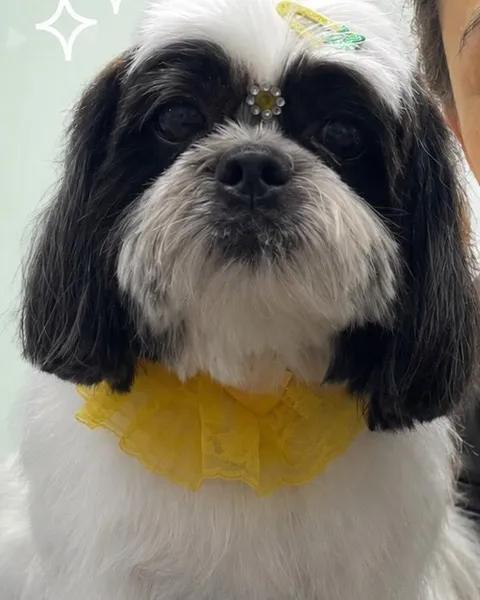 Ayla, preta e branca, com bandana amarela
