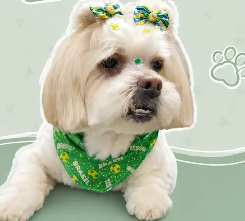 Belinha, branquinha, com laços verde e amarelo e bandana verde