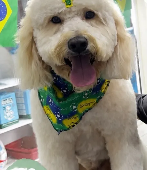 O poodle Bidu, de língua de fora e bandana verde e amarela