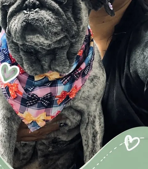 A pug Juju, de bandana xadrez com lacinhos
