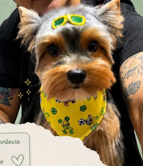 O yorkshire York Bob, de óculos amarelos e bandana amarela