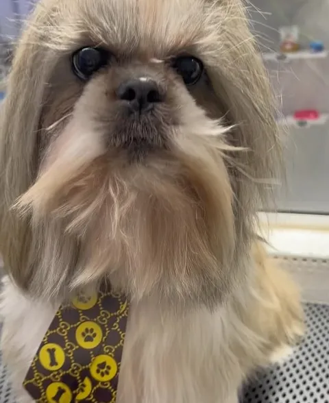 Zion, de pelo longo, com gravata do Batman